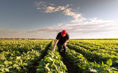 L’agricoltura biologica vince la sfida contro quella tradizionale