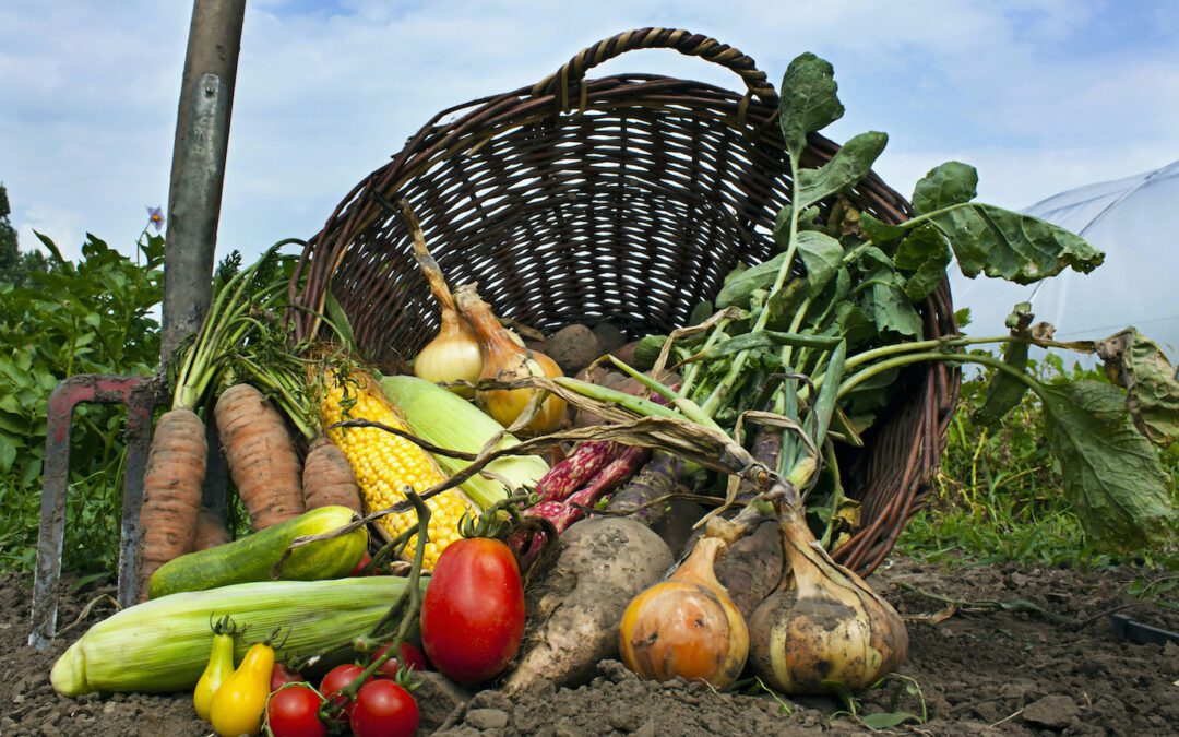 L’agricoltura biologica italiana sta diventando grande