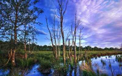 Sette azioni per ripristinare gli equilibri della natura